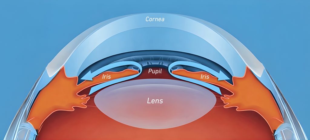 The Hidden Space Behind the Iris: Where is the Posterior Chamber and How is the Lens Positioned There