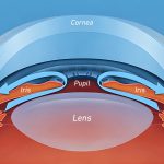 The Hidden Space Behind the Iris: Where is the Posterior Chamber and How is the Lens Positioned There