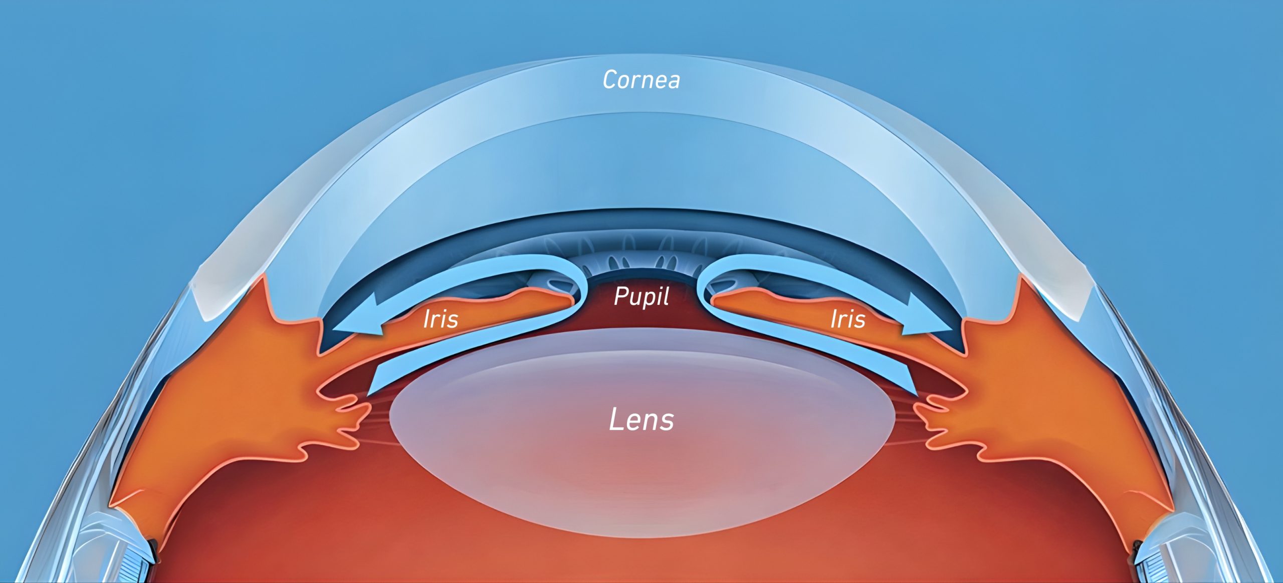 The Hidden Space Behind the Iris: Where is the Posterior Chamber and How is the Lens Positioned There